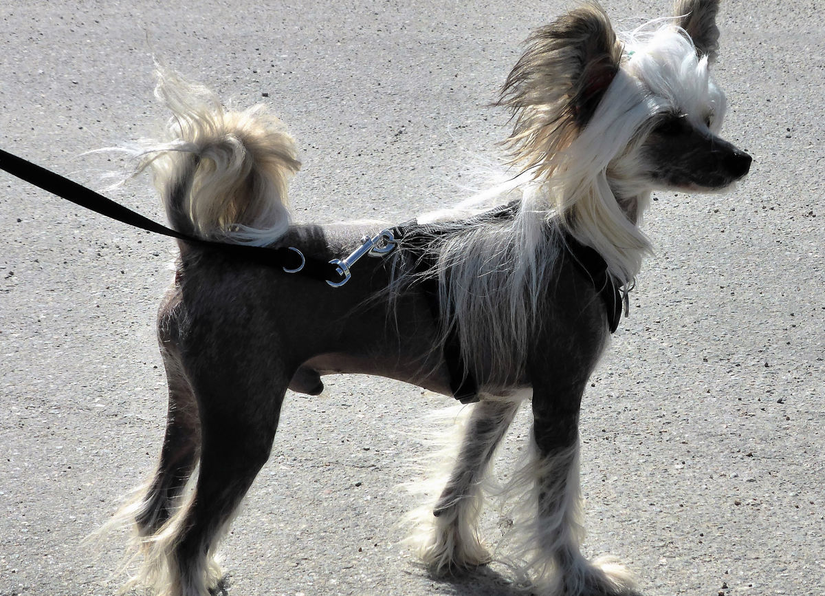 Chinese Crested